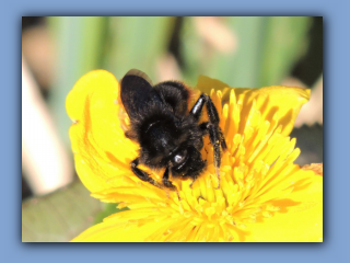 Cuckoo Bee (female) - Bombus rupestris. in Hetton Park, 15th April 2020 2.jpg